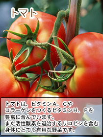 ビオbosch(ボッシュ)ドッグフードに使われているトマトはビタミンA、Cやコラーゲンを作るビタミンH、Pを豊富に含んでいます。また活性酸素を退治するリコピンを含む身体にとても有用な野菜です。
